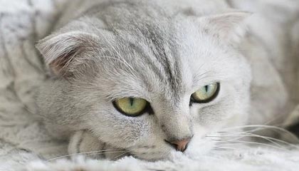 丽江2026年最新北京商务伴游经纪招聘渠道分享(最方便真实的丽江北京爱特博旅运服务有限责任公司招聘方法)