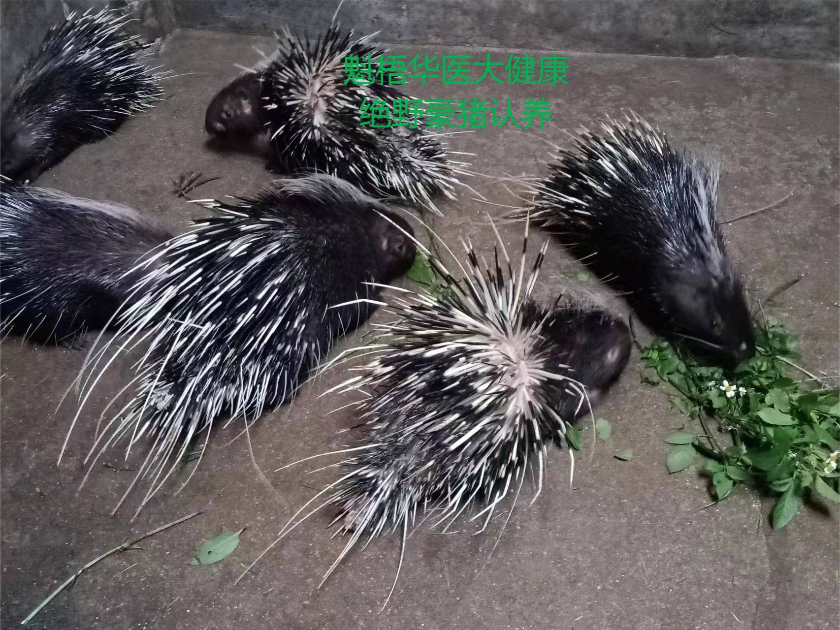 最新豪猪回收商家方法分析(最方便真实的丽江豪猪卖去什么地方方法)